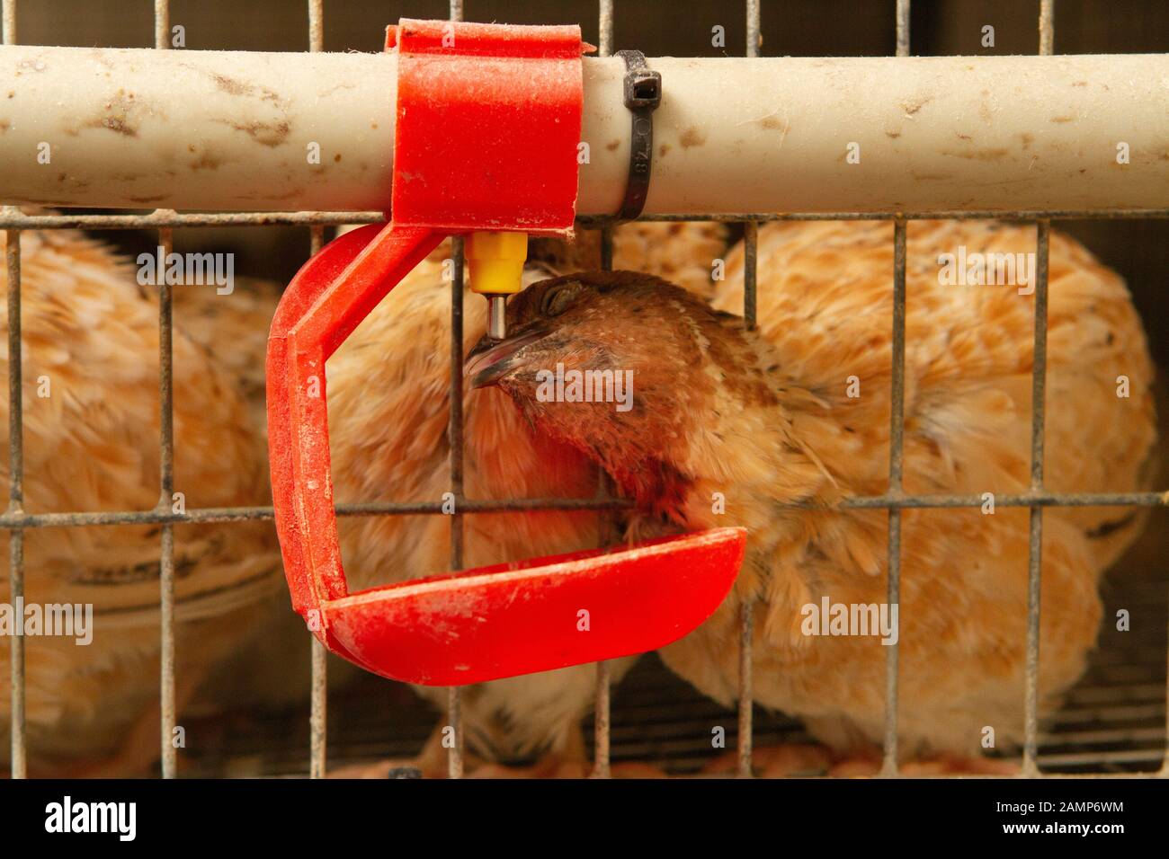 Les jeunes cailles dans des cages d'engraissement sur une caille farm Banque D'Images