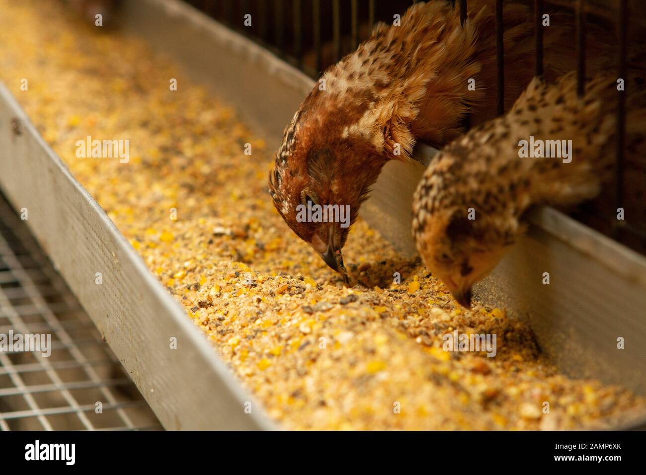 Les jeunes cailles dans des cages d'engraissement sur une caille farm Banque D'Images