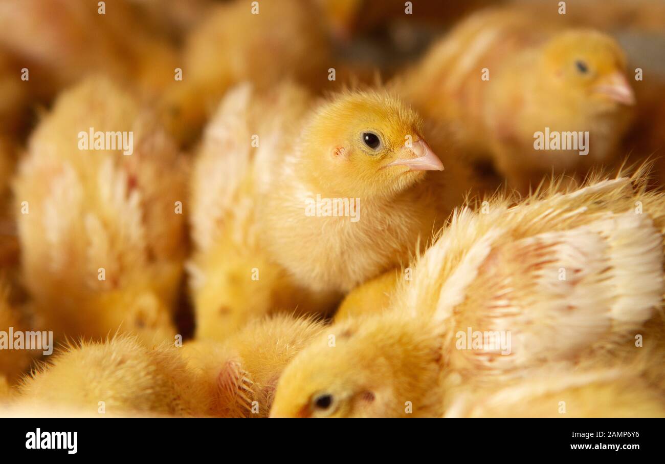 Ferme intérieure de poulet, alimentation de poulet, alimentation de poulet à griller, alimentation et conservation des poulets de caille Banque D'Images