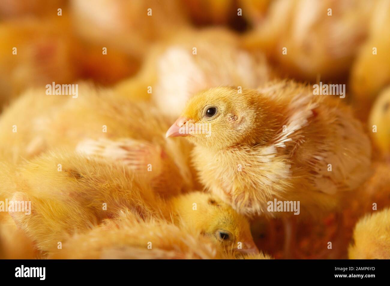 Ferme intérieure de poulet, alimentation de poulet, alimentation de poulet à griller, alimentation et conservation des poulets de caille Banque D'Images