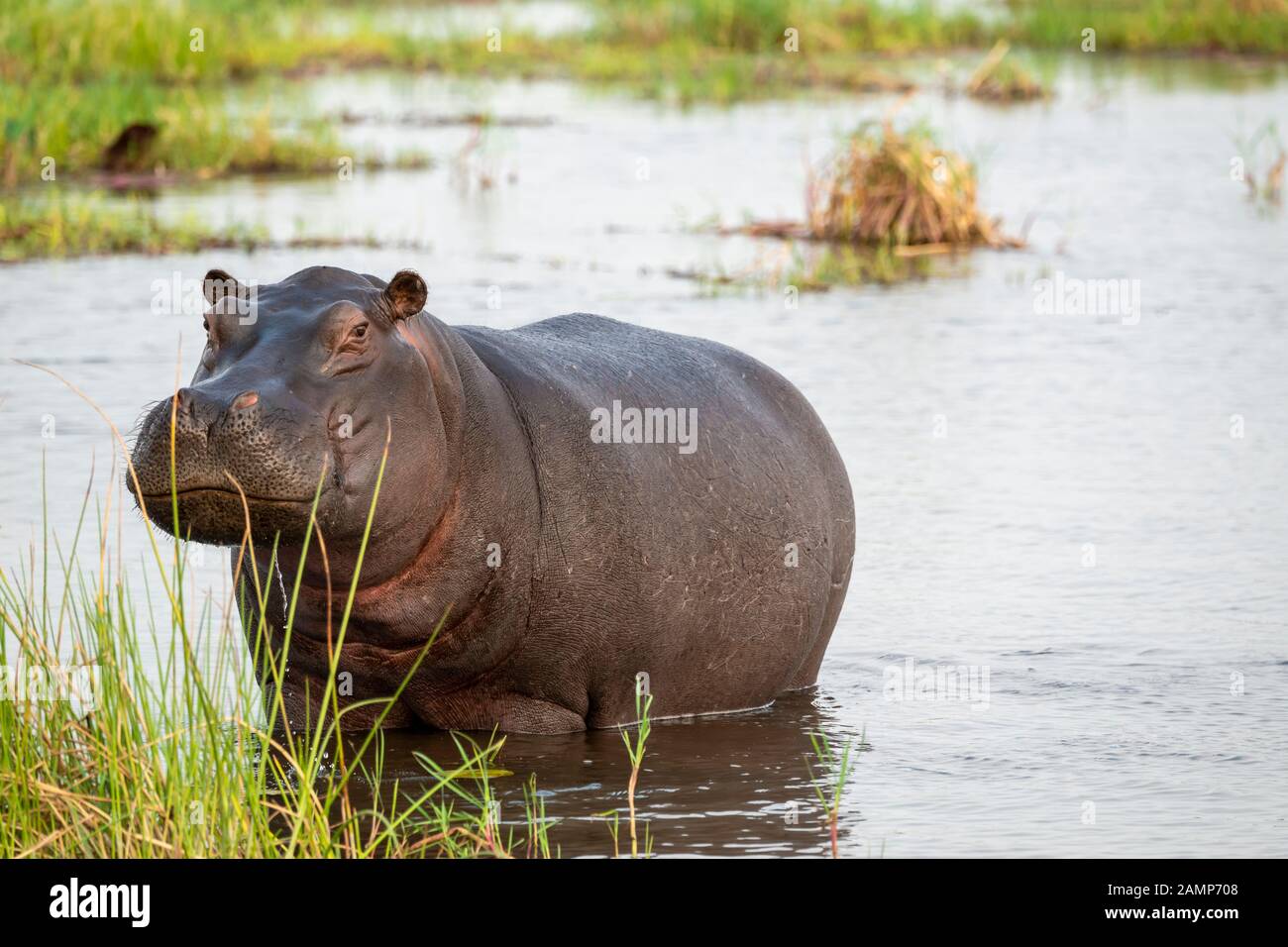 Hippopotame (Hippopotamus amphibius) se tenant dans des eaux peu profondes dans la Réserve de jeux de Moremi, dans le Delta d'Okavango, au Botswana, en Afrique australe Banque D'Images