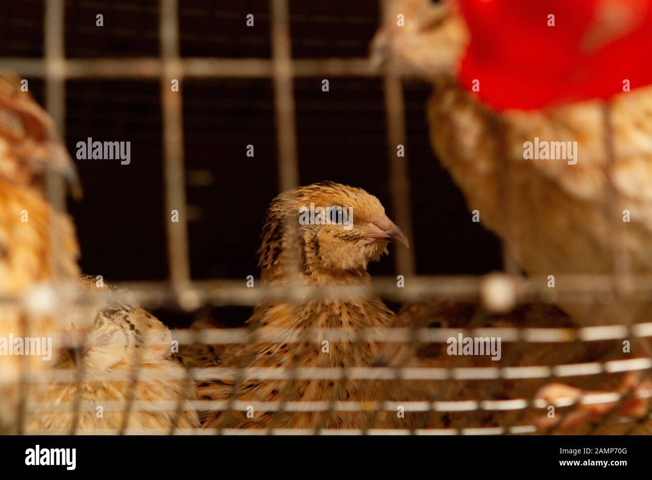 Les jeunes cailles dans des cages d'engraissement sur une caille farm Banque D'Images