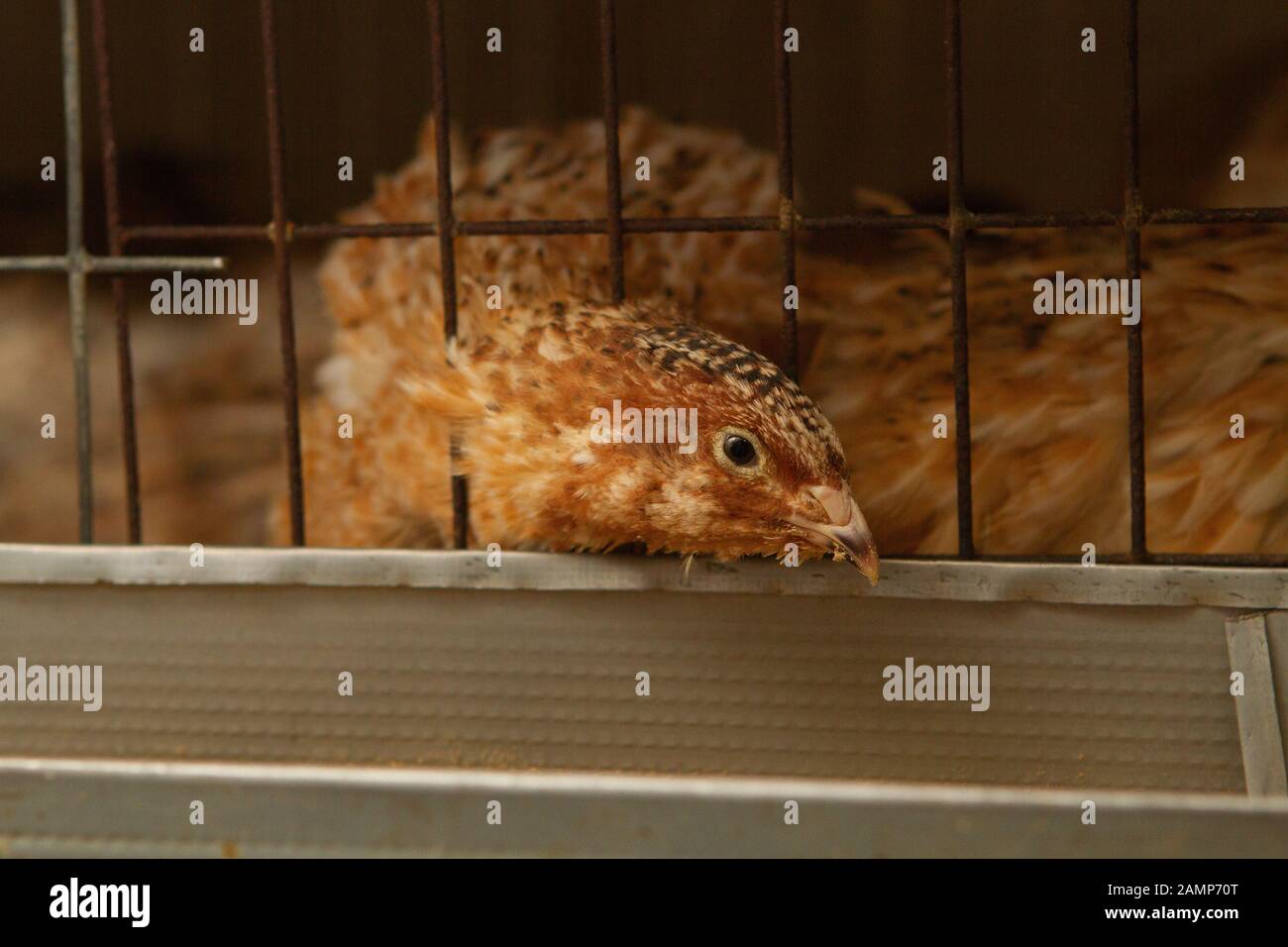 Les jeunes cailles dans des cages d'engraissement sur une caille farm Banque D'Images