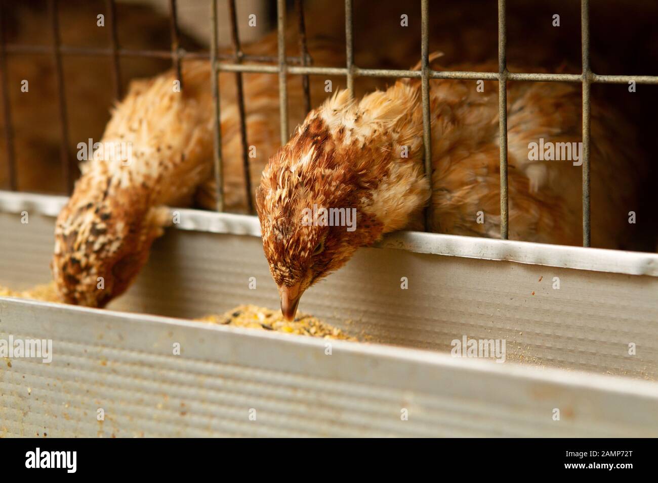 Les jeunes cailles dans des cages d'engraissement sur une caille farm Banque D'Images