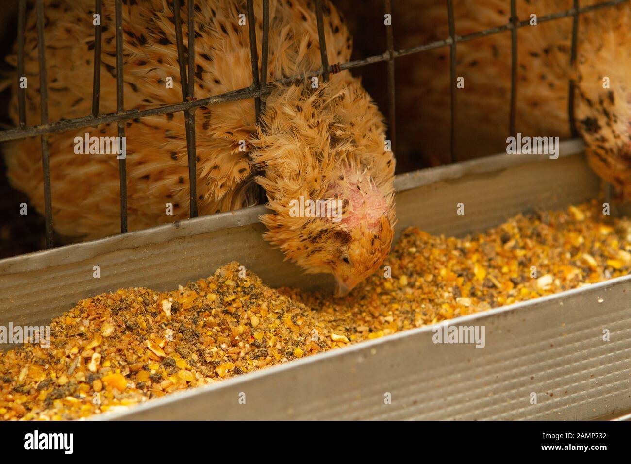 Les jeunes cailles dans des cages d'engraissement sur une caille farm Banque D'Images