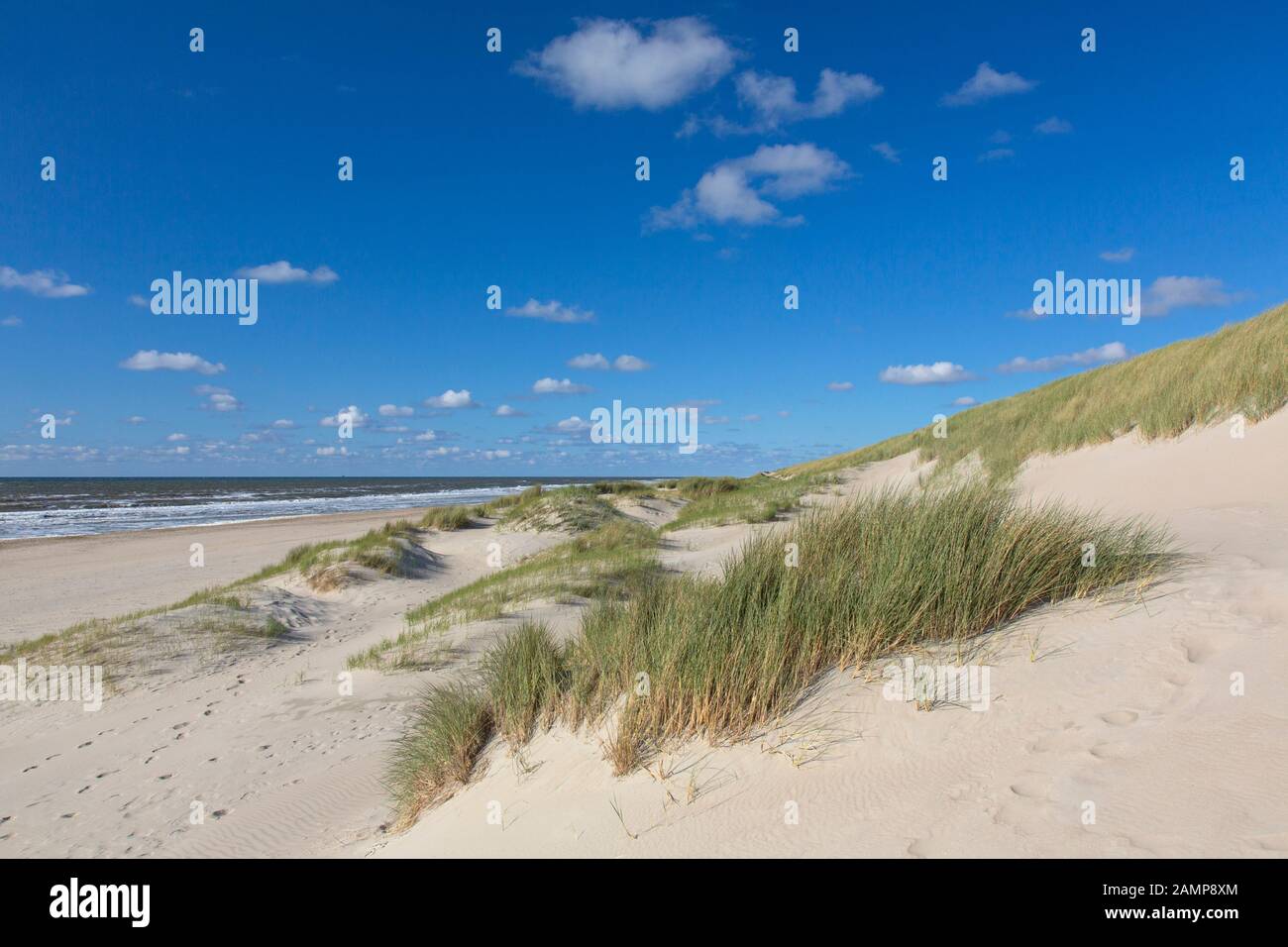 Plage et marram européen herbe / plage (Ammophila arenaria) dans les dunes de Texel, l'île frisonne de l'Ouest dans la mer des Wadden, aux Pays-Bas Banque D'Images