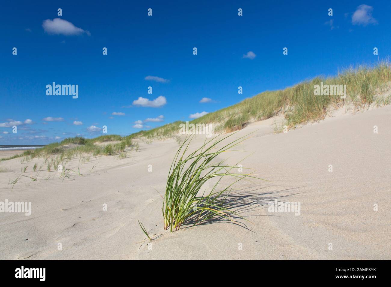 Plage et marram européen herbe / plage (Ammophila arenaria) dans les dunes de Texel, l'île frisonne de l'Ouest dans la mer des Wadden, aux Pays-Bas Banque D'Images