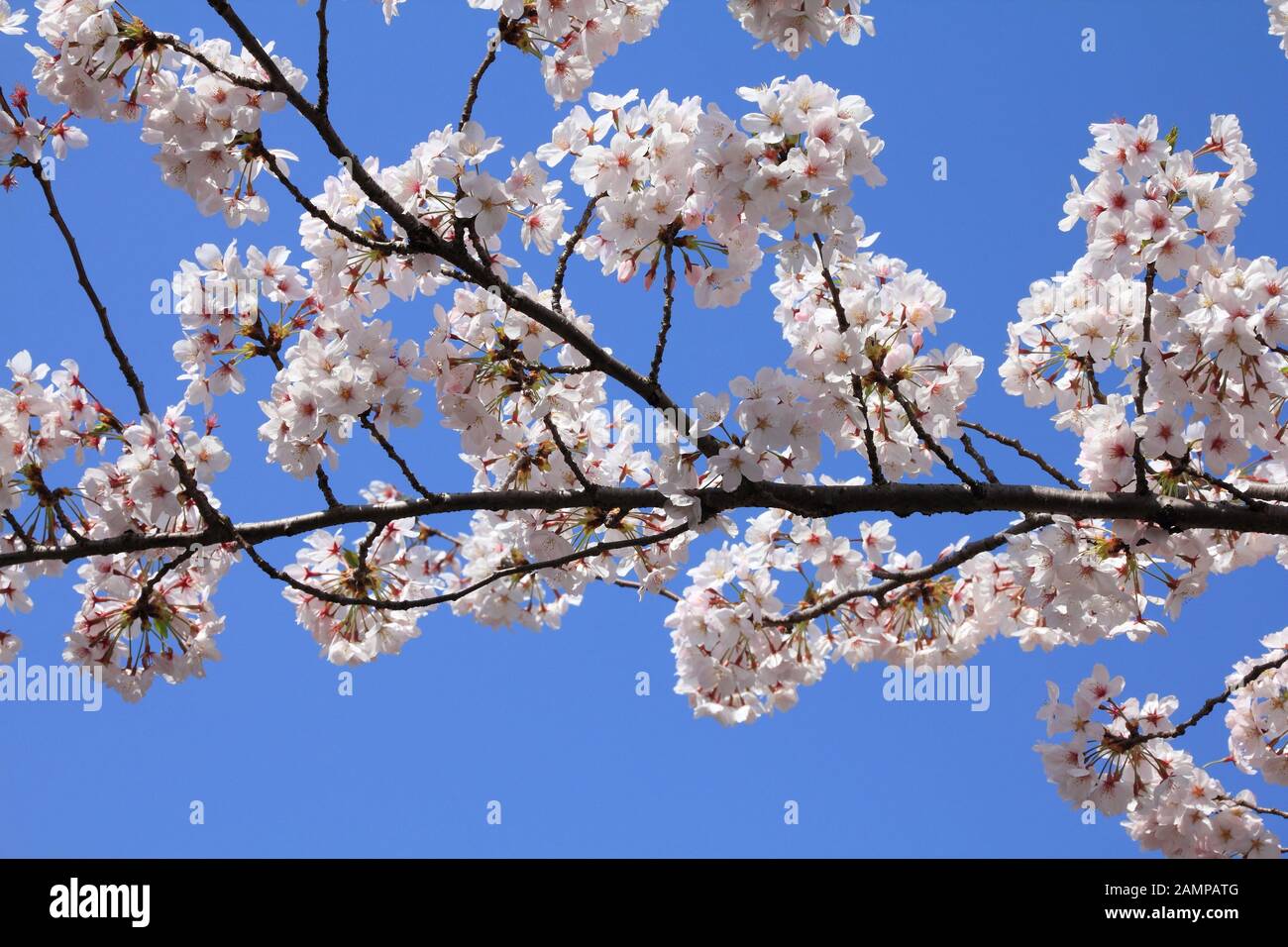 Le parc Ueno à Tokyo, Japon - Printemps cerisiers en fleurs (Sakura). Banque D'Images