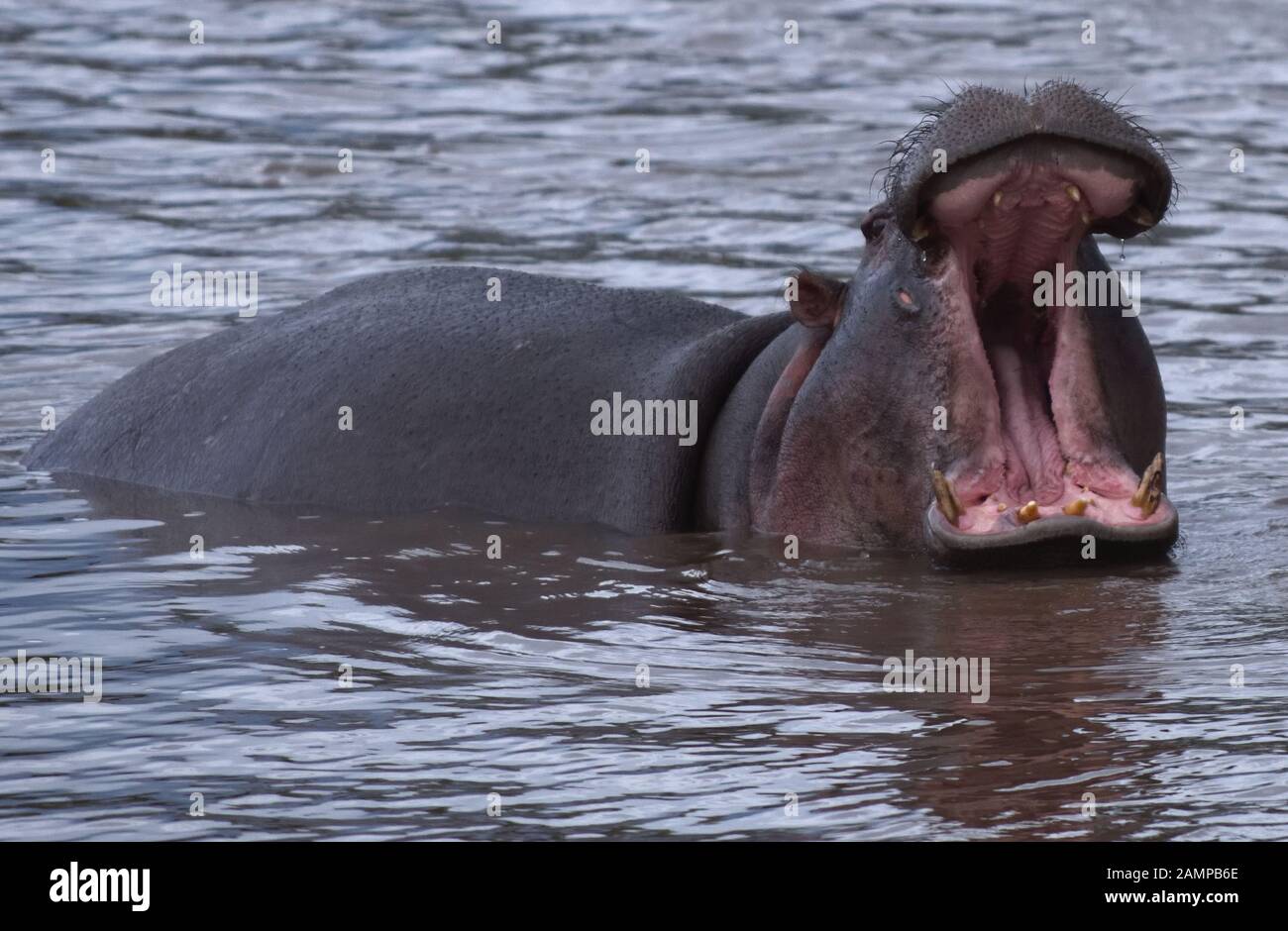Un Hippopotame (Hippopotamus amphibius) affiche d'affirmer sa domination en ouvrant sa bouche aussi large que possible, exposer ses défenses, dans le s Banque D'Images