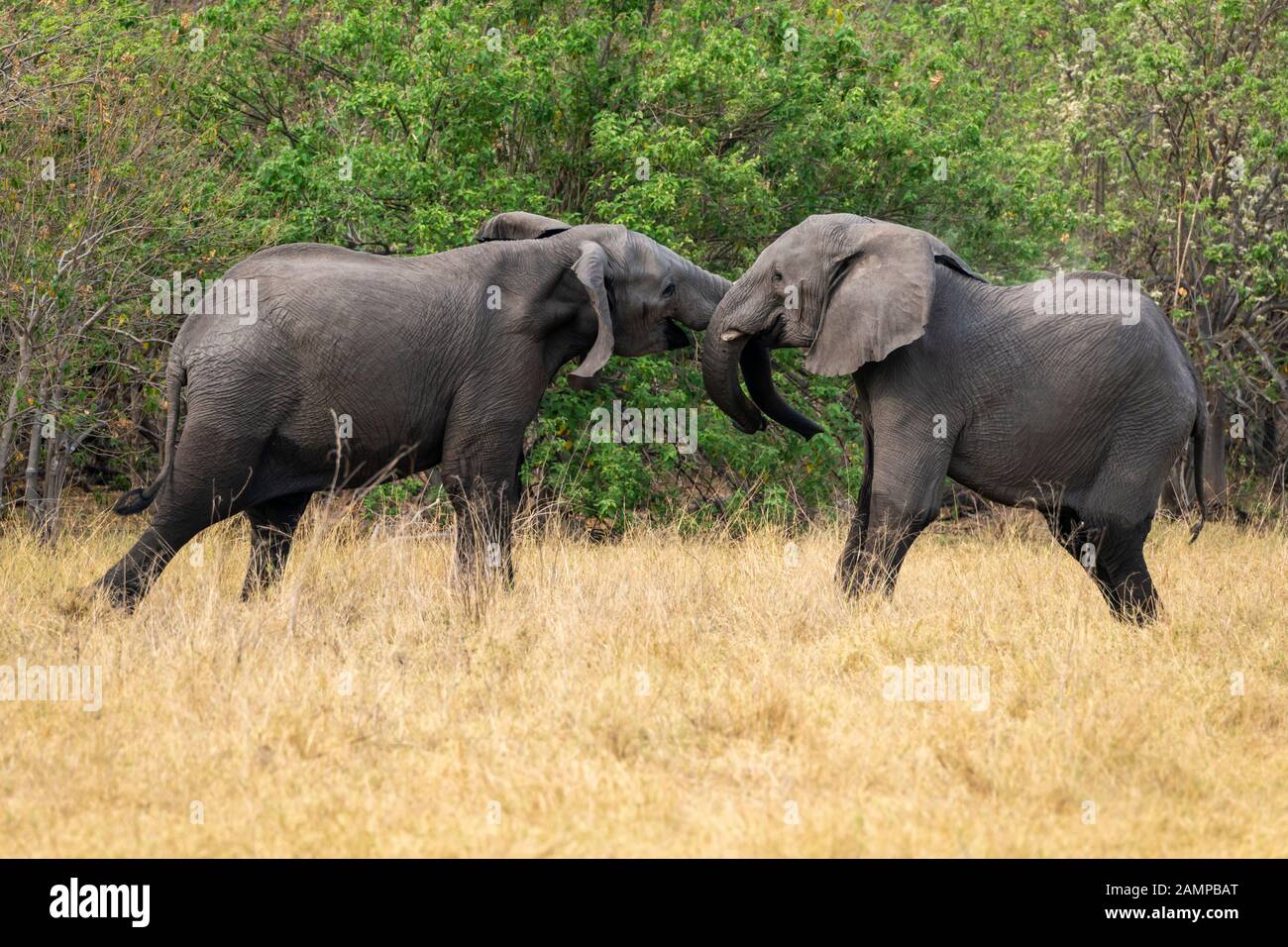 Deux jeunes taureaux d'éléphant d'Afrique (Loxodonta Africana) jouent dans la Réserve de jeux de Moremi, dans le Delta d'Okavango, au Botswana, en Afrique australe Banque D'Images
