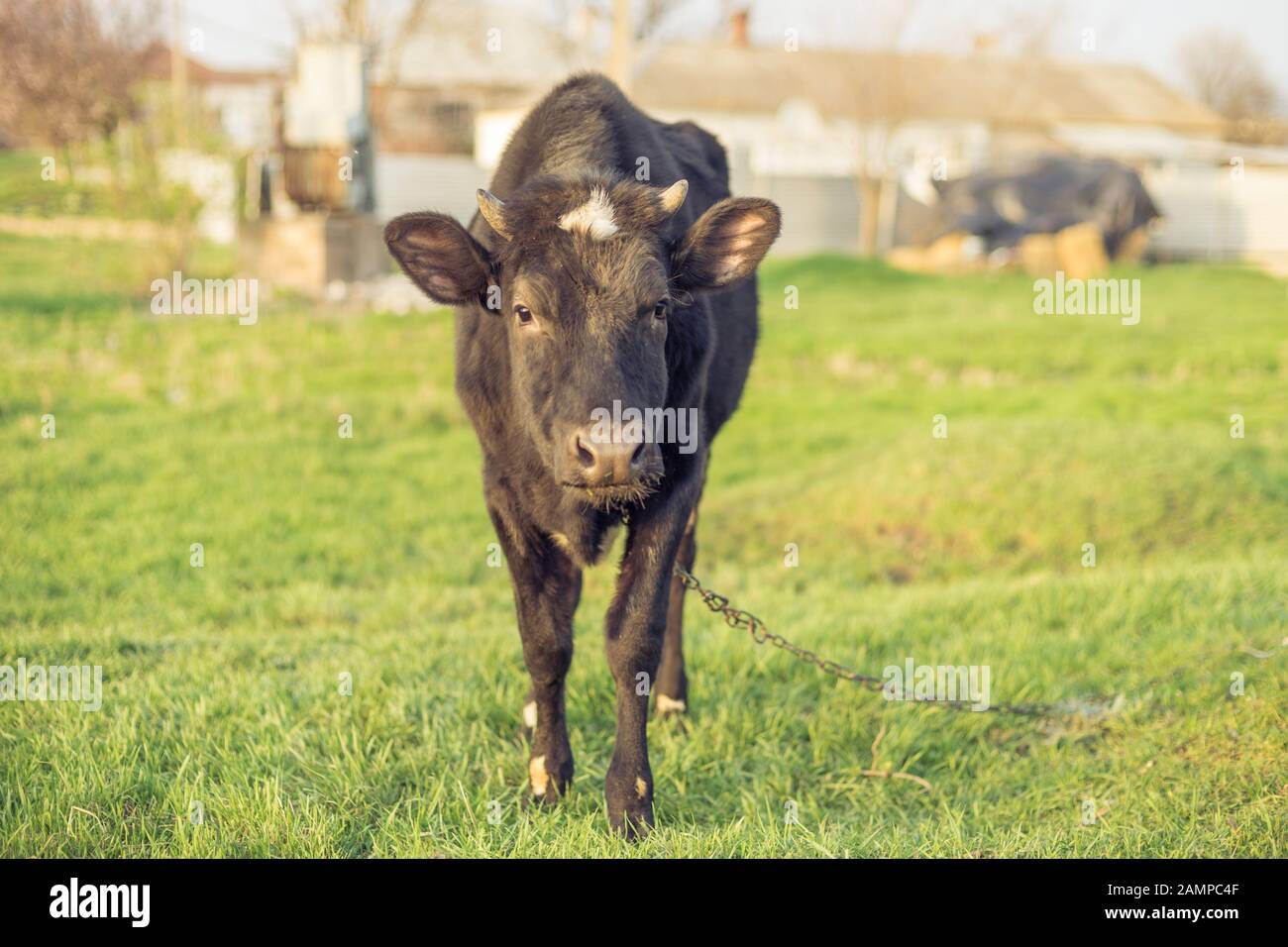 Un taureau noir sur une laisse broute sur un pré vert dans le village. Banque D'Images