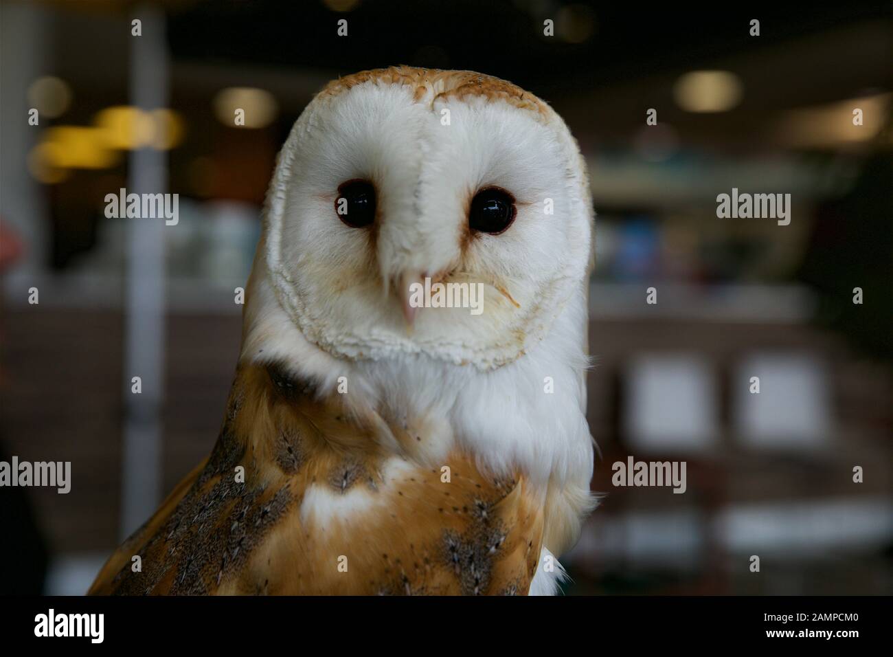 Gros plan sur un hibou. Banque D'Images