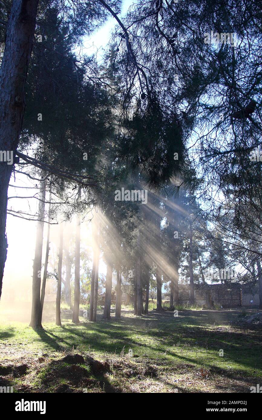 Soleil du matin d'automne les rayons de lumière perçant à travers les arbres et le brouillard au jeune petit arbre Banque D'Images