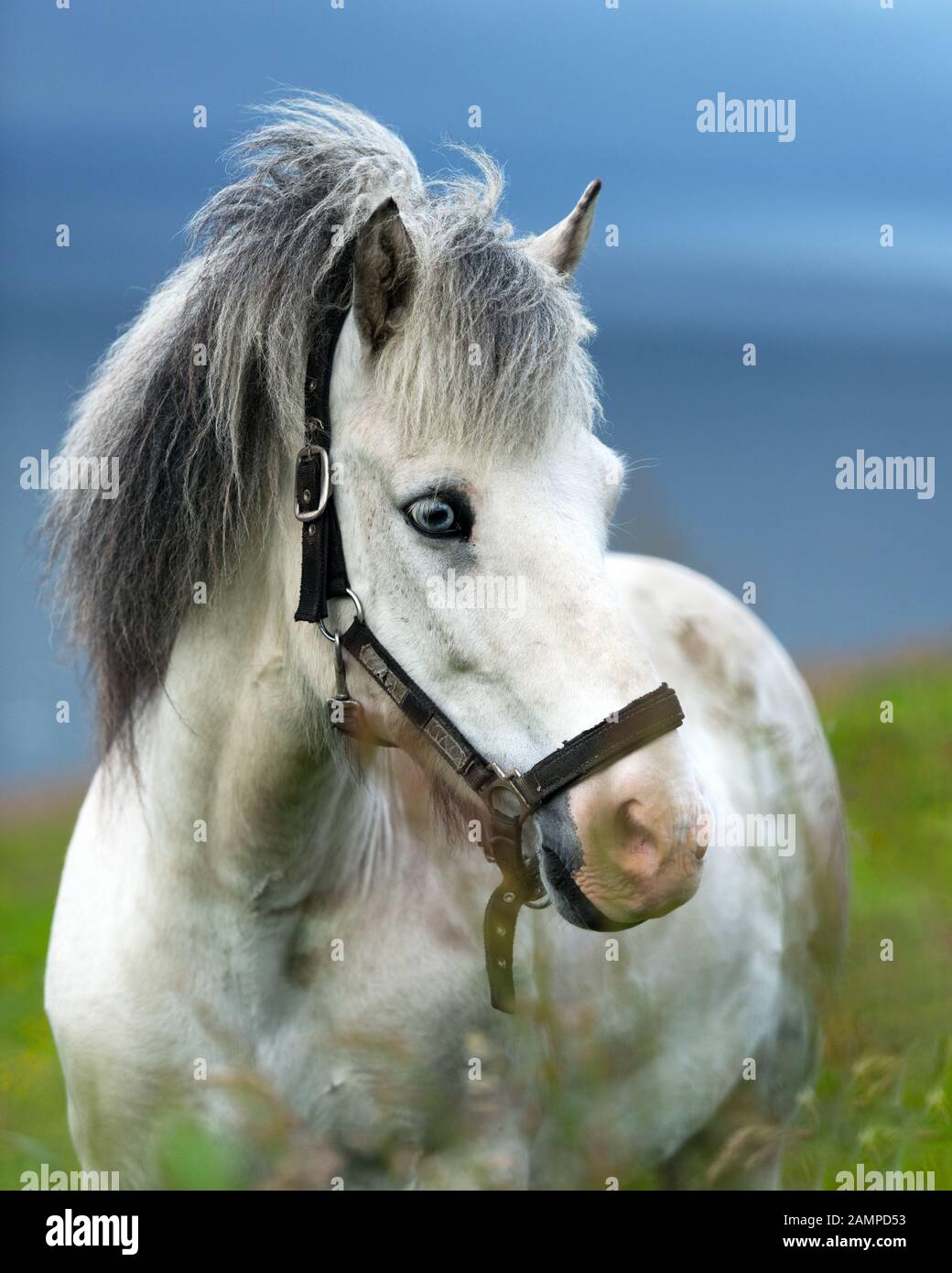Portrait de cheval islandais blanc avec des yeux bleus près Banque D'Images