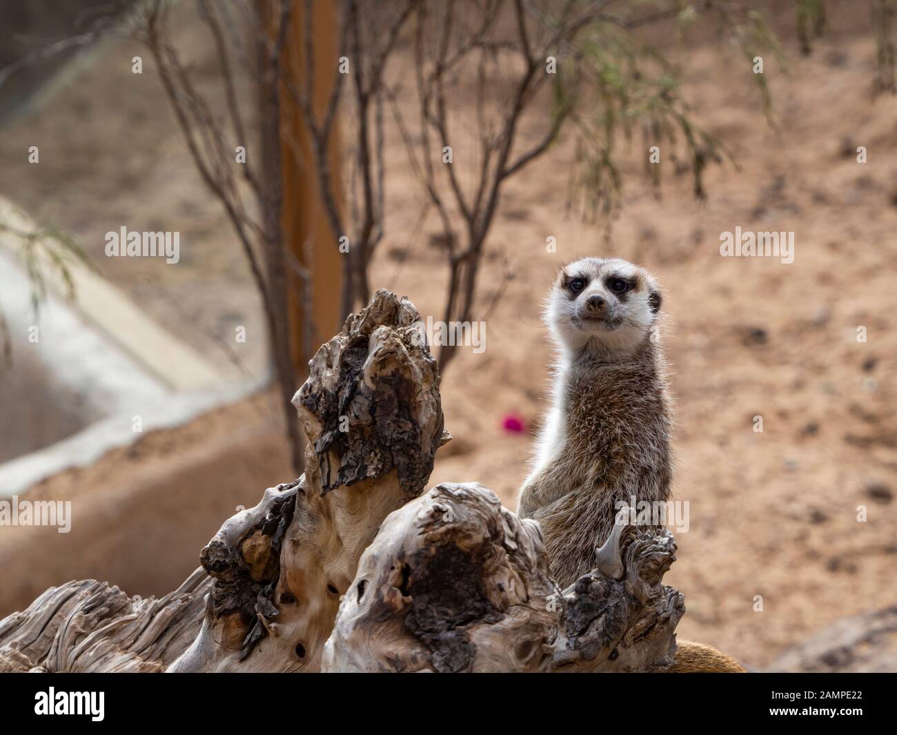 un meerkat à côté d'un rocher Banque D'Images