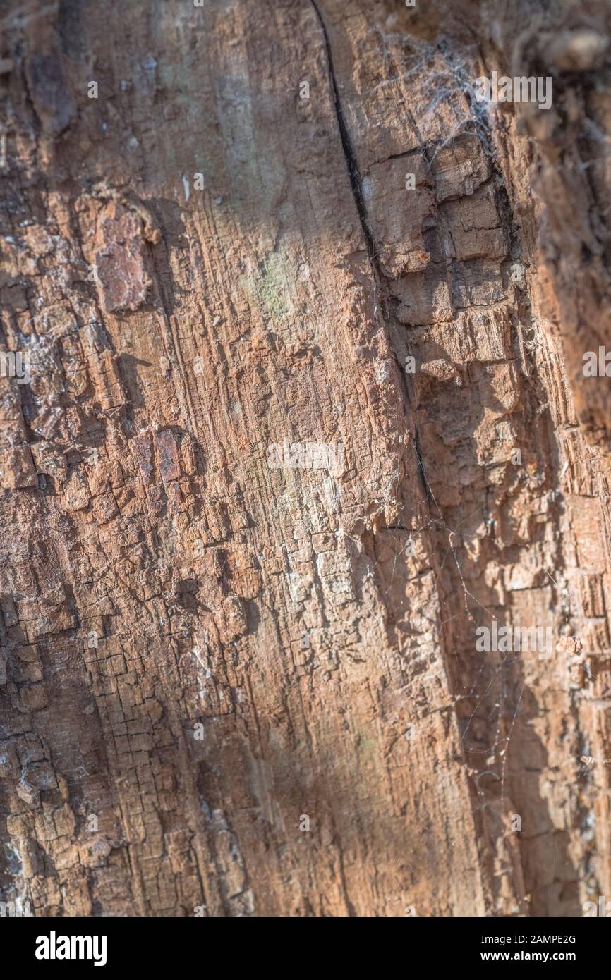 Gros plan de bois pourri (parfois appelé punkwood) d'un tronc d'arbre tombé. Side-éclairé par le soleil de printemps. Banque D'Images