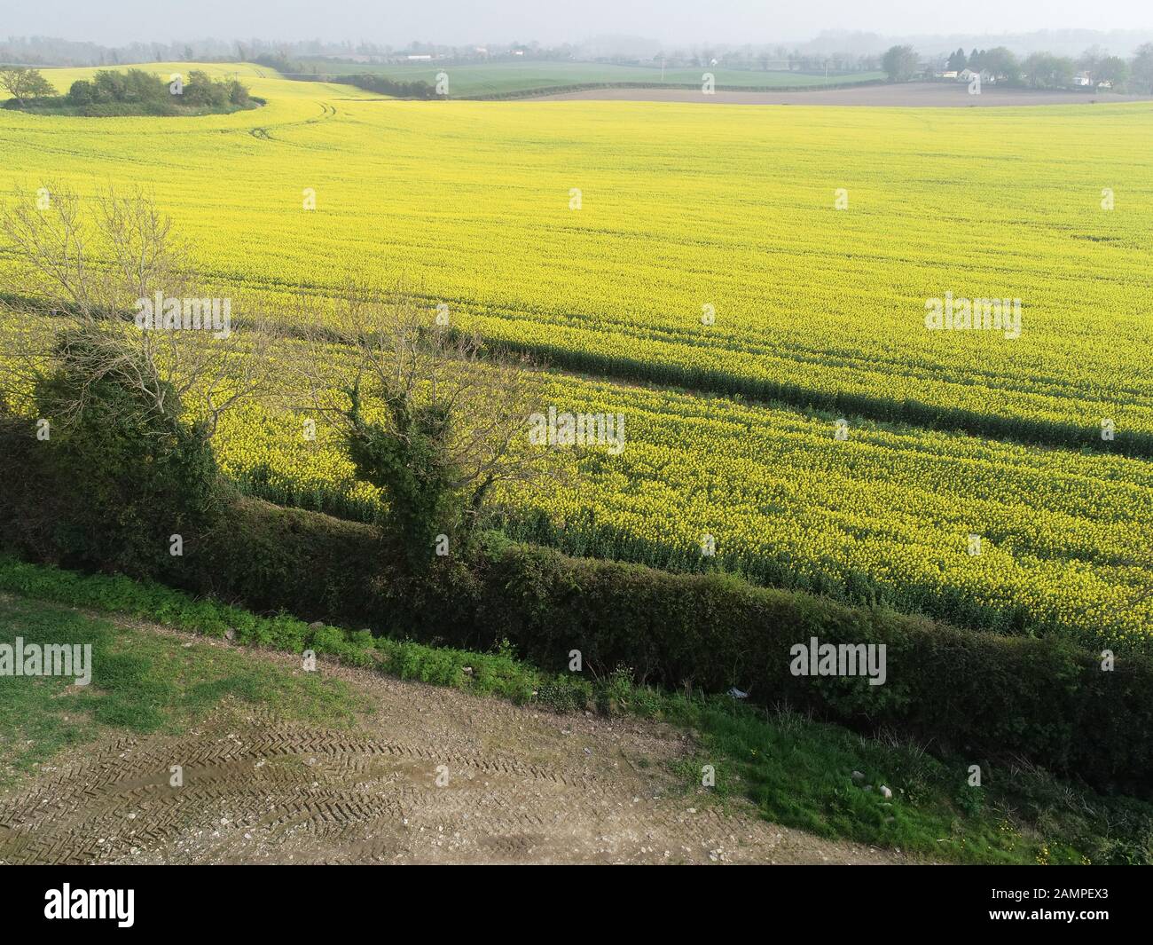 Drone Vue aérienne d'un champ de colza en fleur dans l'Est de l'Irlande. Banque D'Images