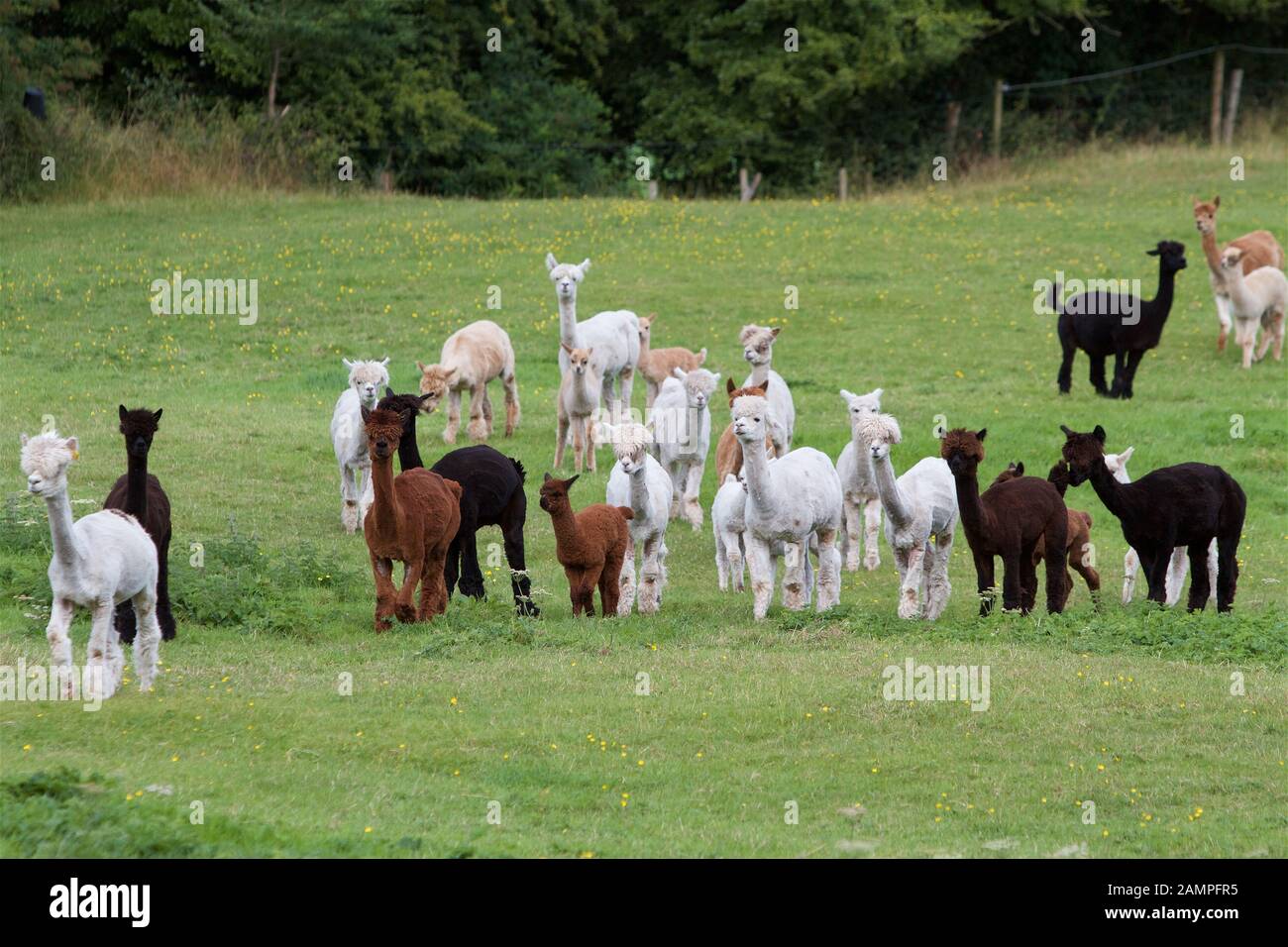 L'Alpaga est représenté sur une ferme en Irlande. Banque D'Images