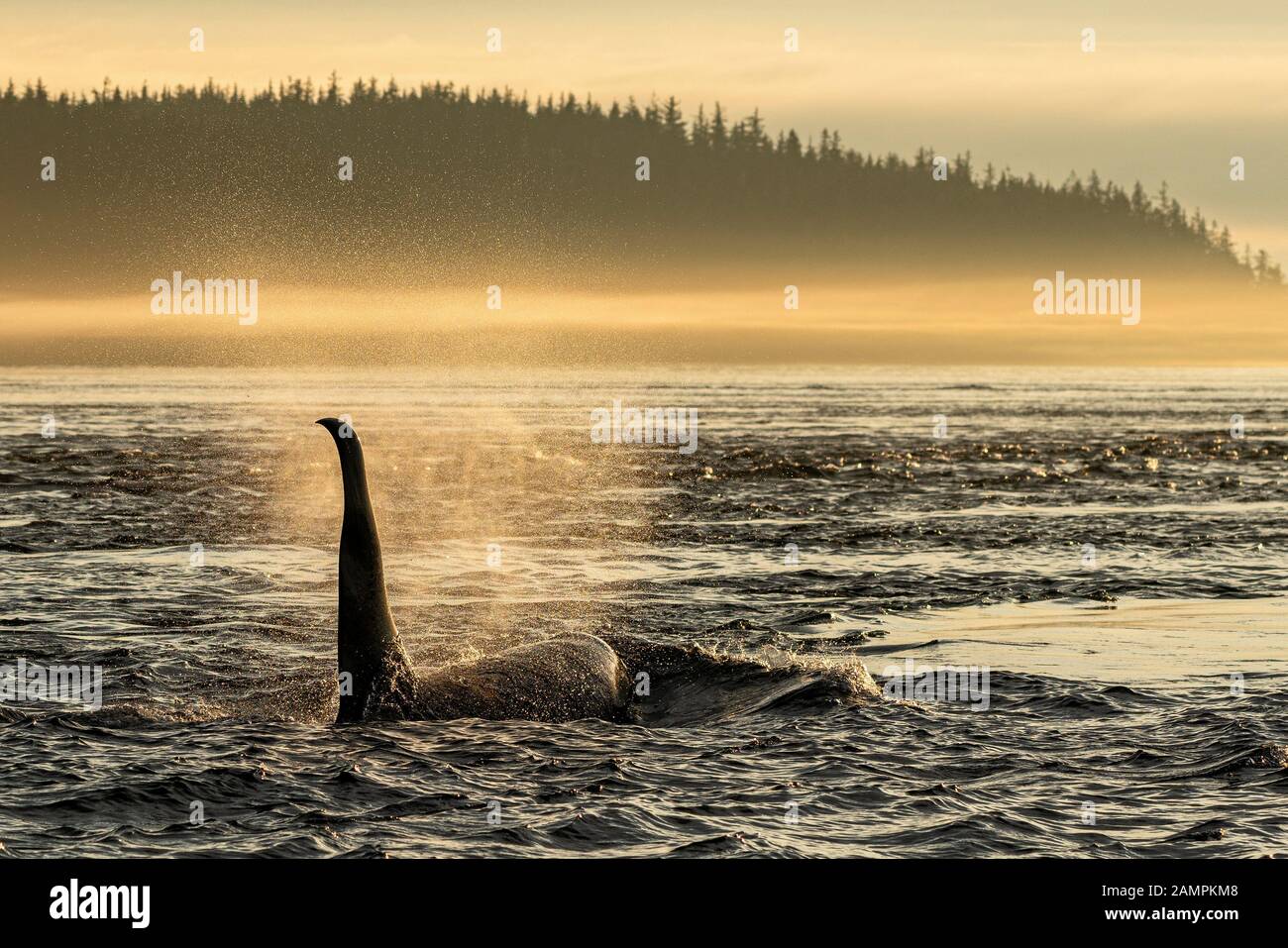 A61, épaulards résidents du nord, Orcinus orca, peu après le lever du soleil dans le détroit de Johnstone, territoire des Premières nations, Colombie-Britannique, Canada. Banque D'Images