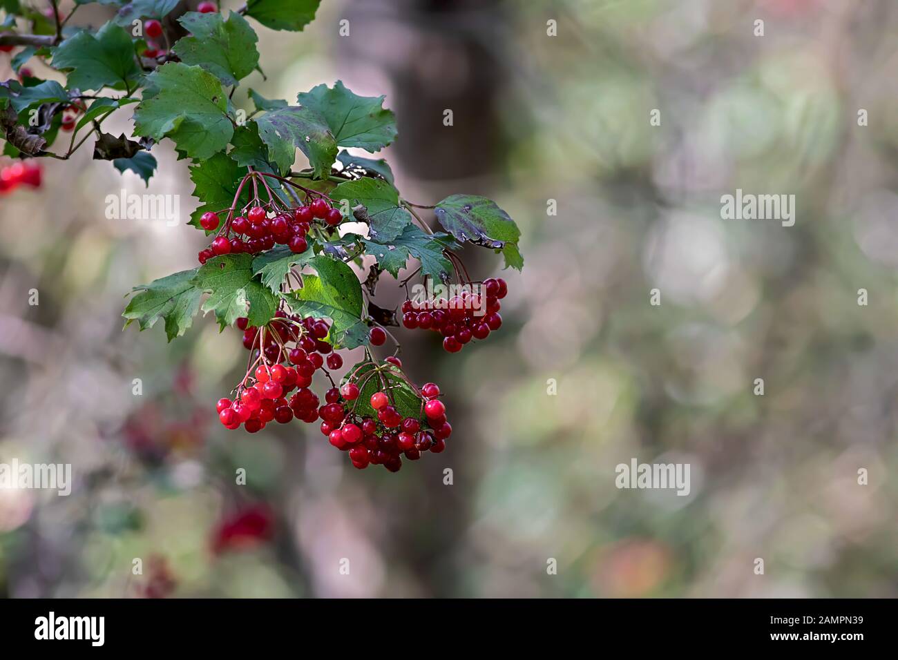 Viburnum opulus avec des baies rouges brillantes, fond beau et flou bokeh Banque D'Images