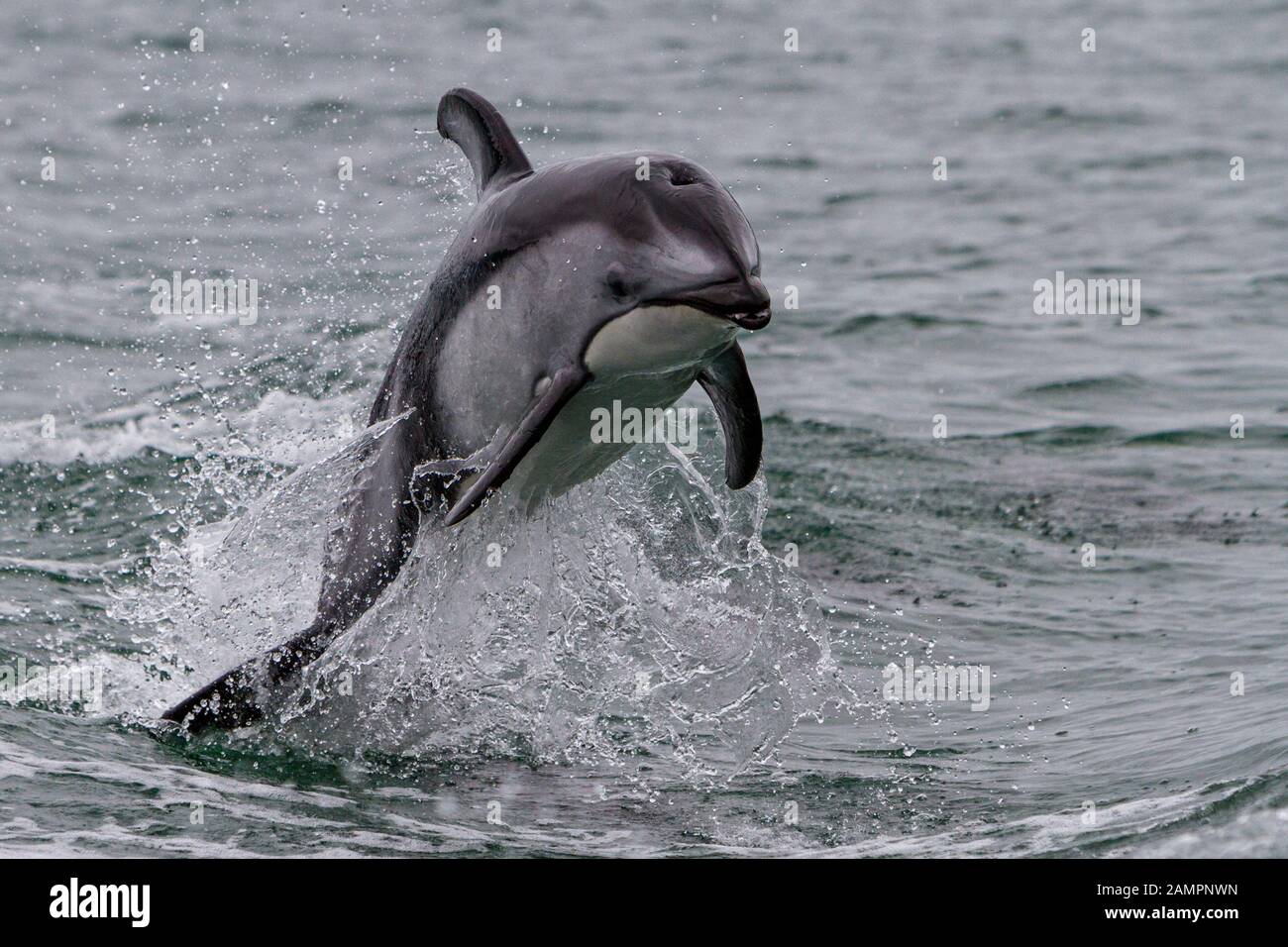 Les dauphins à côtés blancs du Pacifique sautant le long de l'archipel Broughton, territoire des Premières nations, au large de l'île de Vancouver, Colombie-Britannique, Canada. Banque D'Images