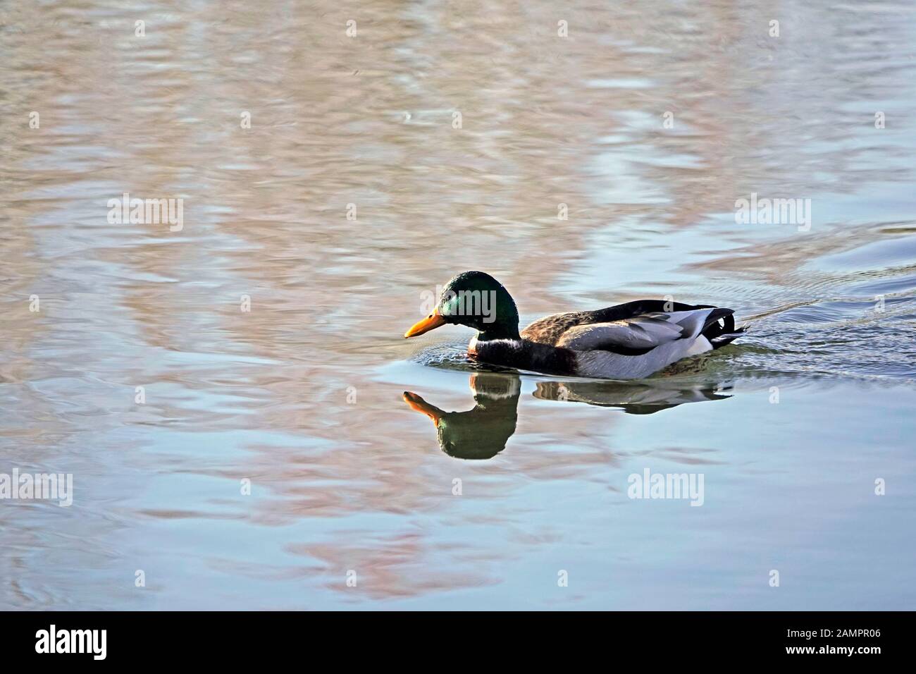 Un canard malard mâle ou drake, nageant lentement dans un étang en profitant d'un après-midi ensoleillé d'hiver. Banque D'Images