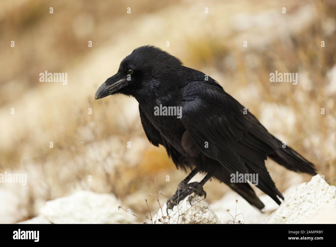 Corax - Corvus - assis sur la pierre en été Banque D'Images