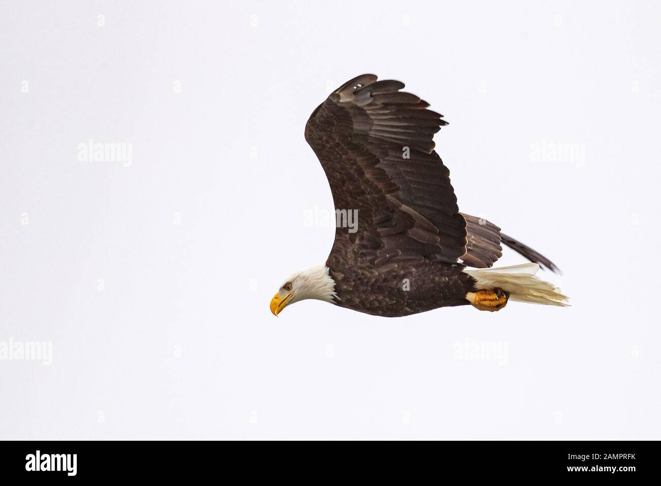 Un aigle chauve chache au-dessus de l'Iowa River dans le centre-ville d'Iowa City le lundi 13 janvier 2019. Banque D'Images