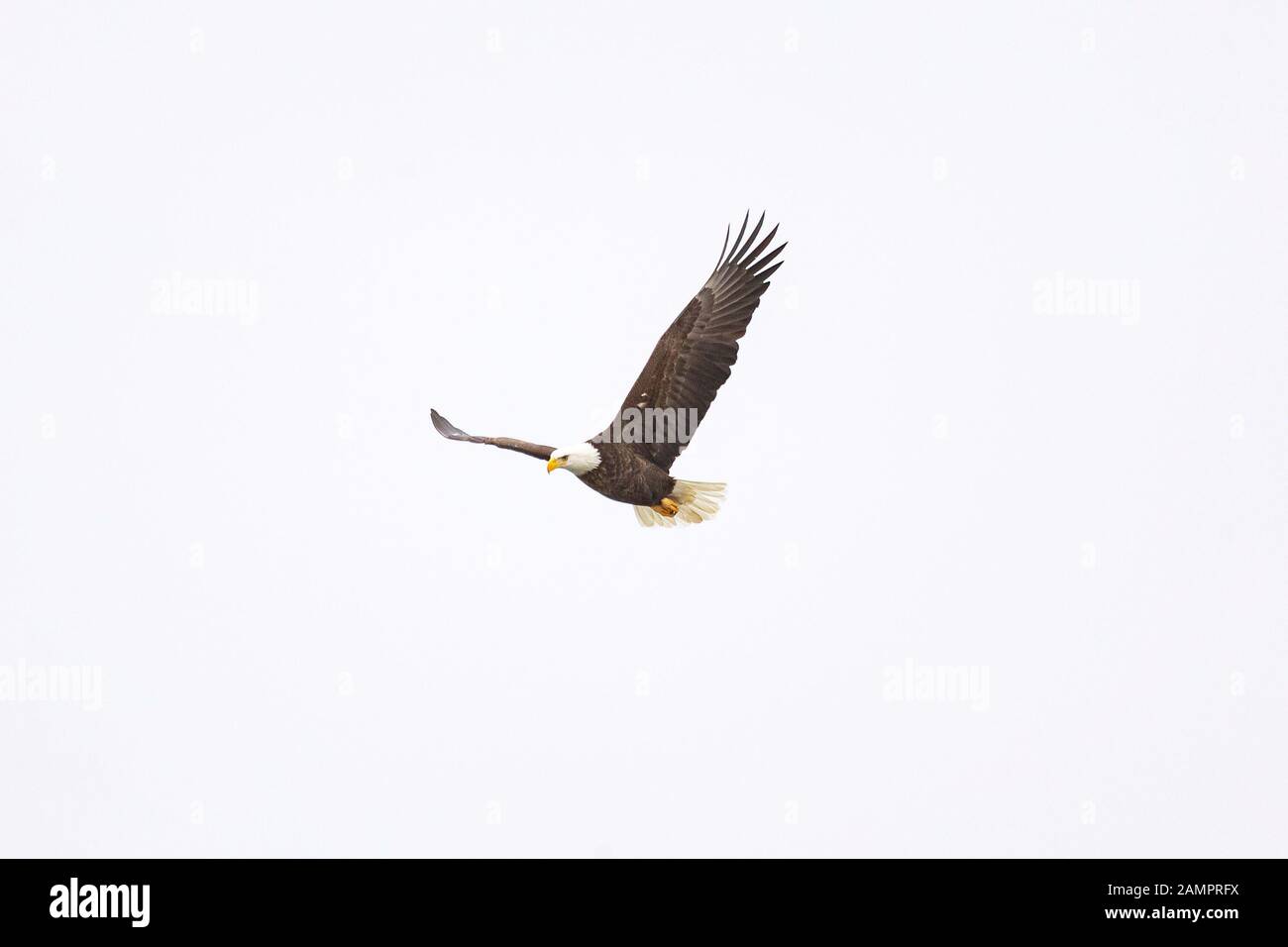 Un aigle chauve chache au-dessus de l'Iowa River dans le centre-ville d'Iowa City le lundi 13 janvier 2019. Banque D'Images