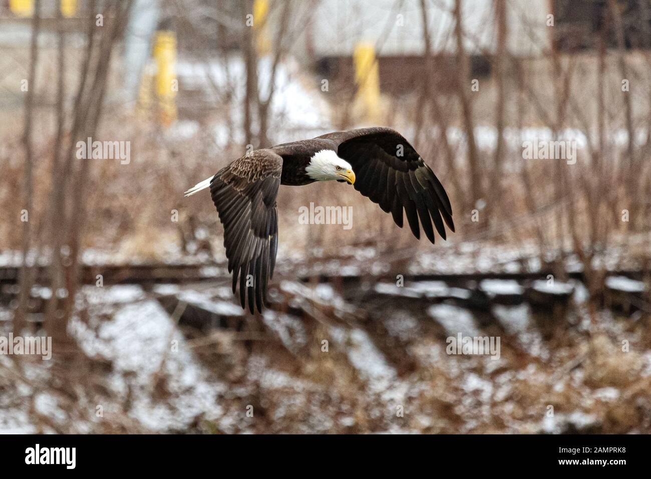 Un aigle chauve chache au-dessus de l'Iowa River dans le centre-ville d'Iowa City le lundi 13 janvier 2019. Banque D'Images