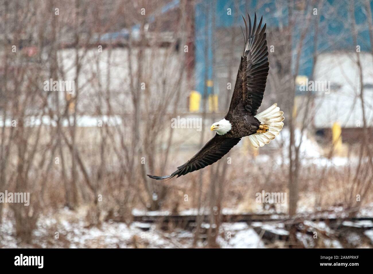 Un aigle chauve chache au-dessus de l'Iowa River dans le centre-ville d'Iowa City le lundi 13 janvier 2019. Banque D'Images