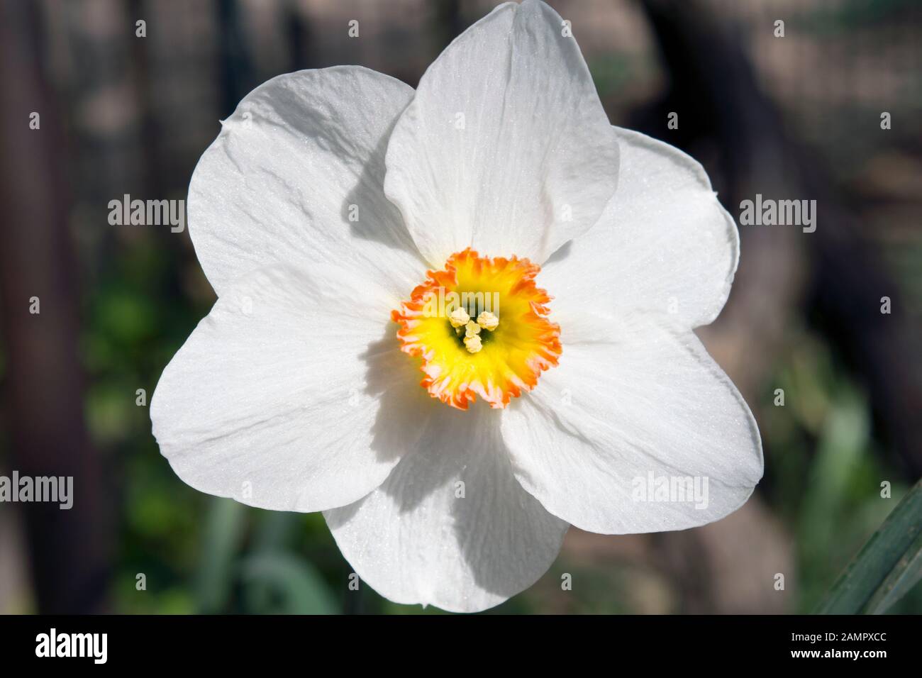 Une belle fleur de printemps pure-blanche photographiée en lumière naturelle. Il s'appelle Narcisse poeticus, le jonquille du poète ou les narcisse du poète. Banque D'Images