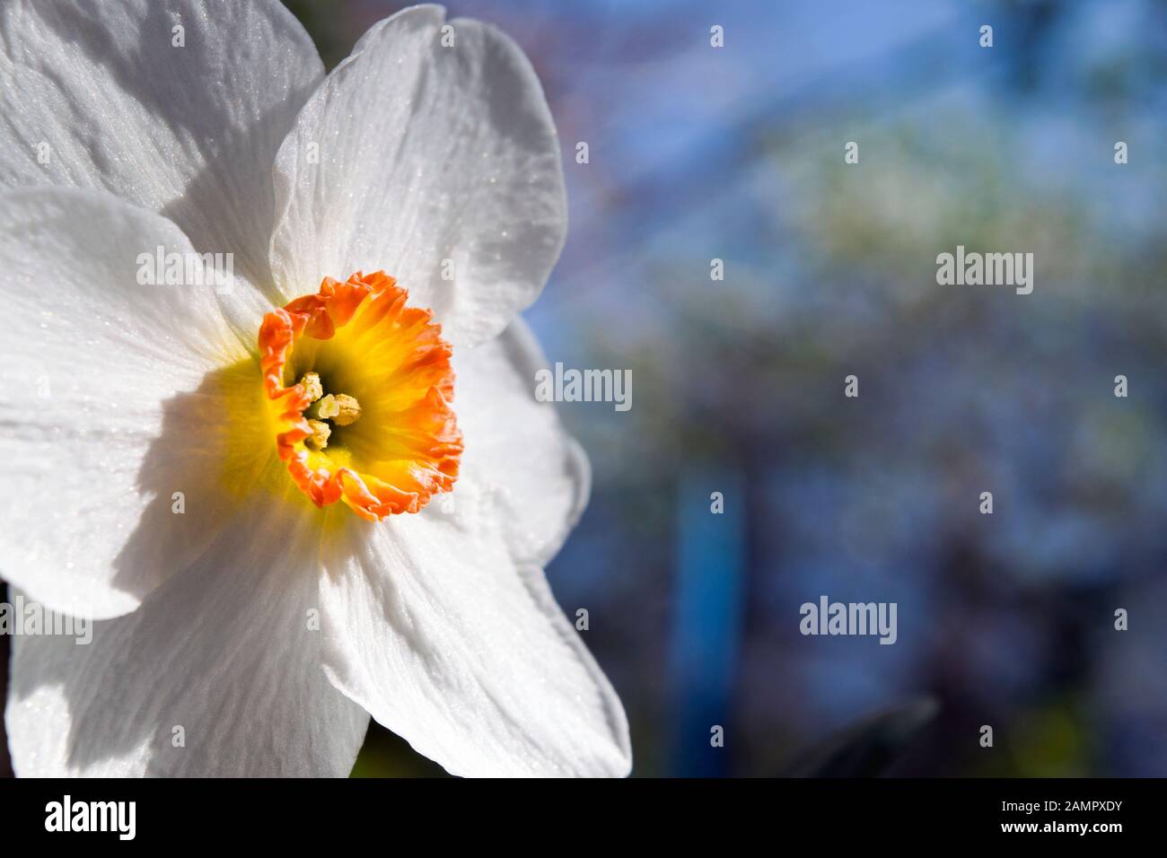 Belle fleur de printemps blanc pur photographiée dans le profil. Il s'appelle Narcisse poeticus, jonquille du poète, narcisse du poète, oeil du faisan. Banque D'Images