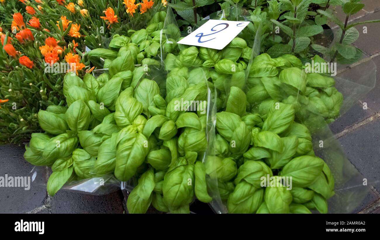 Serre vendant des herbes pour les lits de fleurs et les jardins de cuisine, prix abordables Banque D'Images