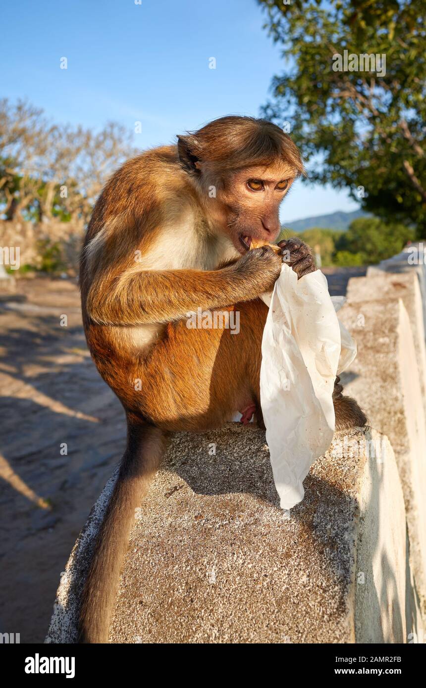 Le singe sauvage mange de la nourriture du sac en plastique, Sri Lanka. Banque D'Images