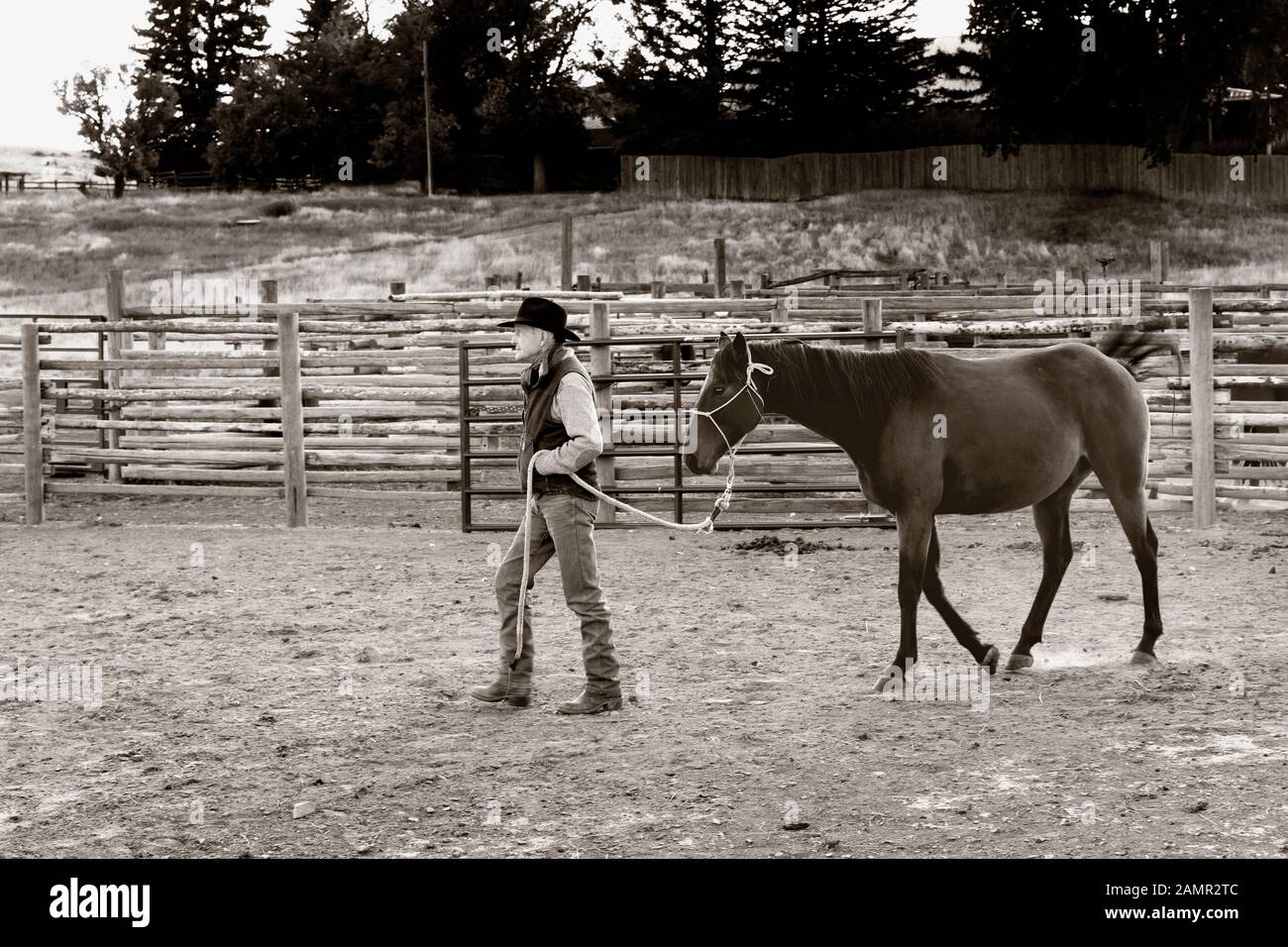 WY04060-00-BW...WYOMING - Ord Buckingham menant son cheval à travers le corral sur le Willow Creek Ranch. M.# B20 Banque D'Images
