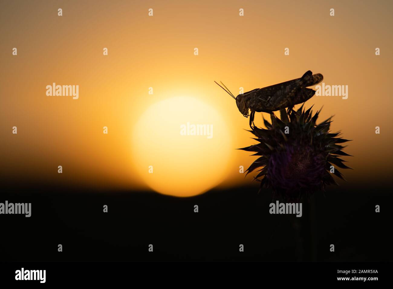 Le criquet italien Calliptamus italicus en République tchèque au coucher du soleil Banque D'Images