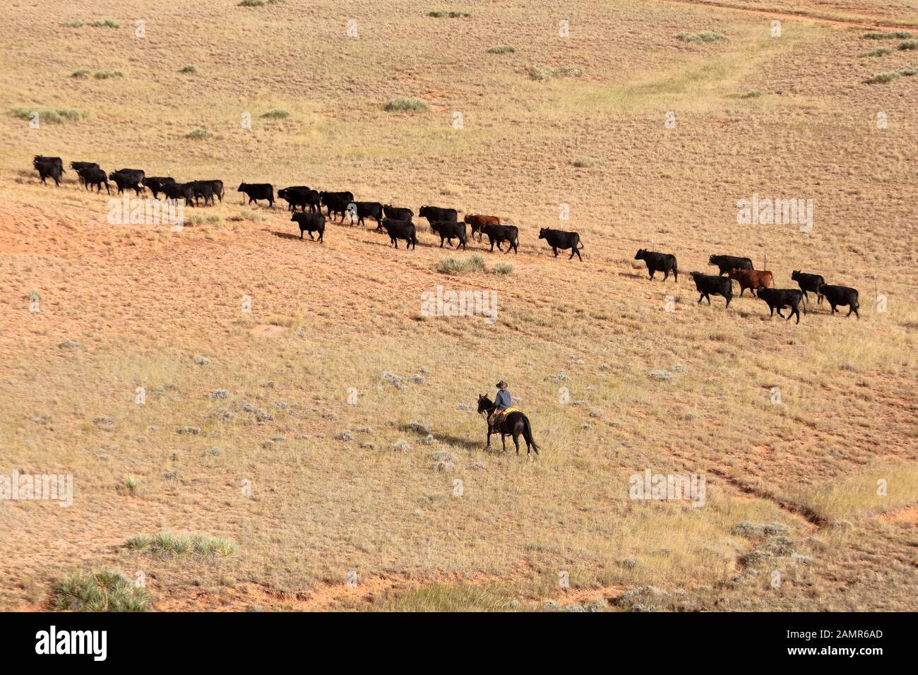 WY04071-00 .... WYOMING - une femme a fait des courses à la main pour amener le bétail. Banque D'Images