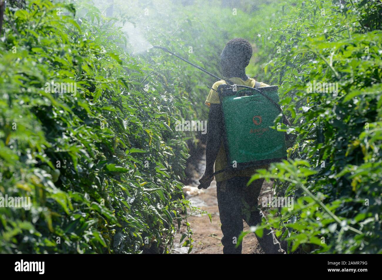 ZAMBIE, Mazabuka, production de tomates, pulvérisation de pesticides et de fongicides, contamination Banque D'Images