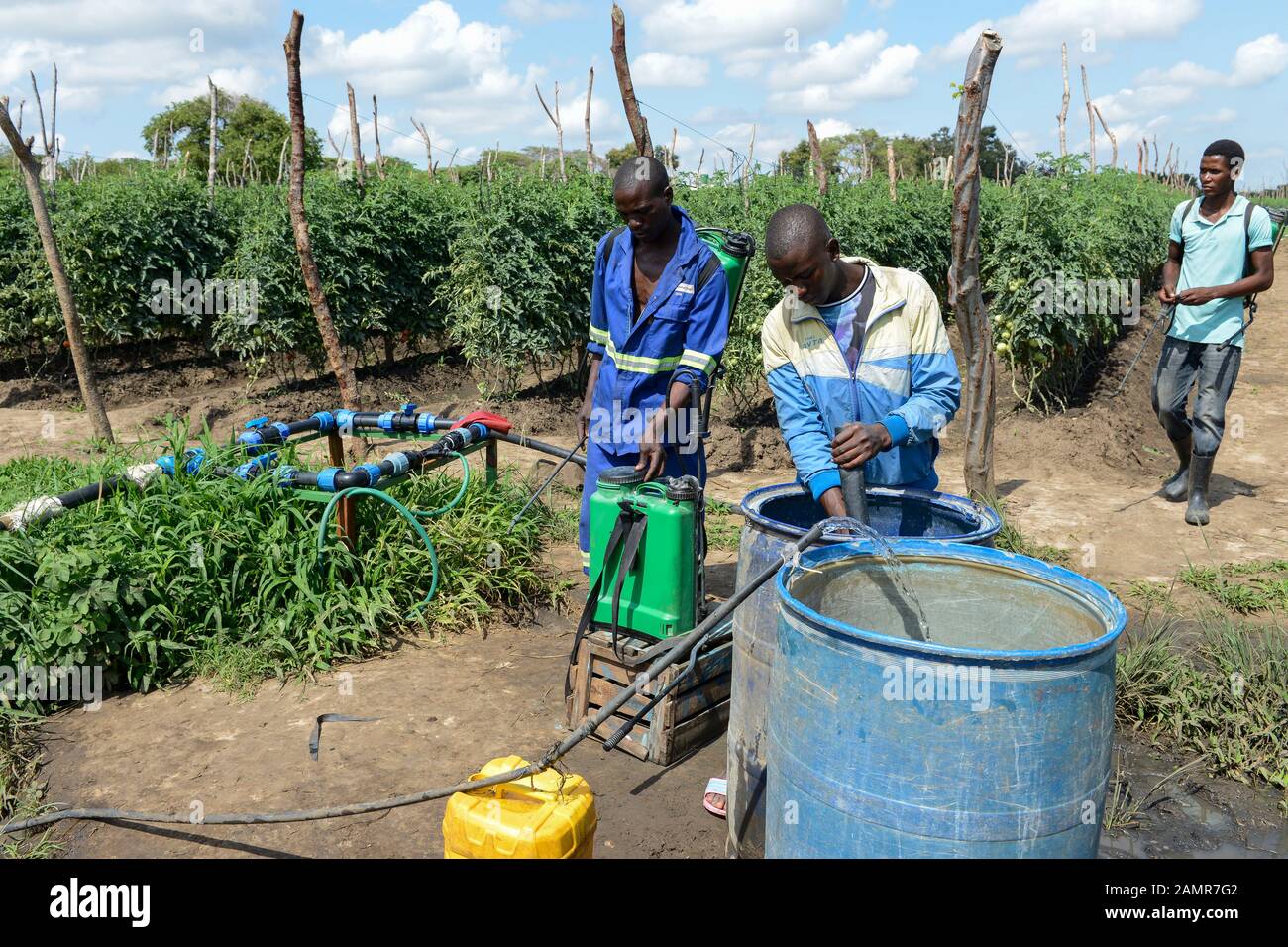ZAMBIE, Mazabuka, production de tomates, pulvérisation de pesticides et de fongicides, mélange de produits chimiques comme l'hydroxyde de cuivre Funguran et Cyrohex avec de l'eau, contamination du sol et de l'air Banque D'Images