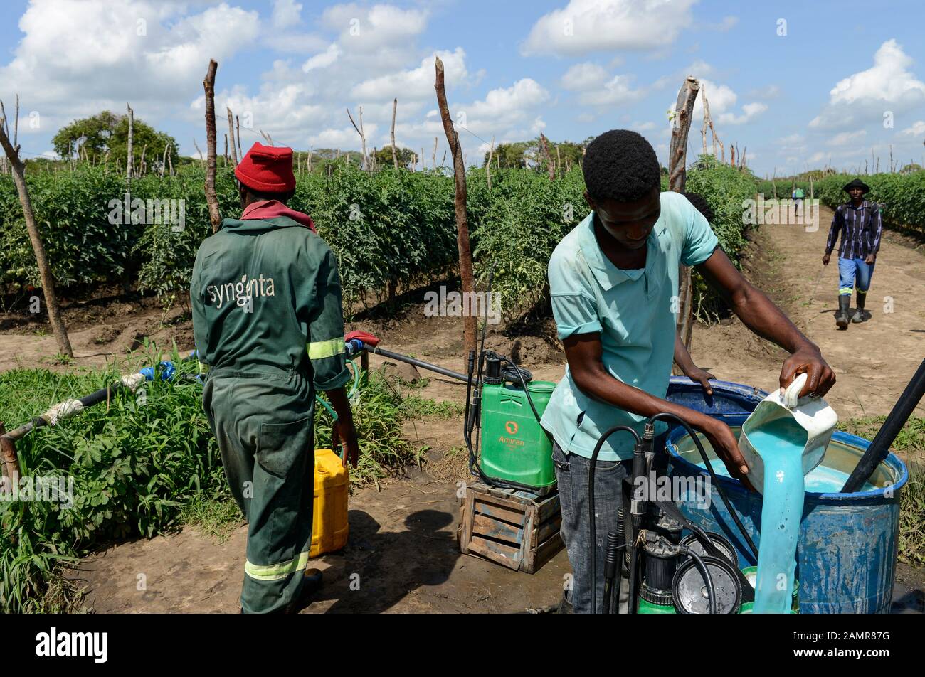 ZAMBIE, Mazabuka, production de tomates, pulvérisation de pesticides et de fongicides, mélange de produits chimiques comme l'hydroxyde de cuivre Funguran et Cyrohex avec de l'eau, contamination du sol et de l'air Banque D'Images
