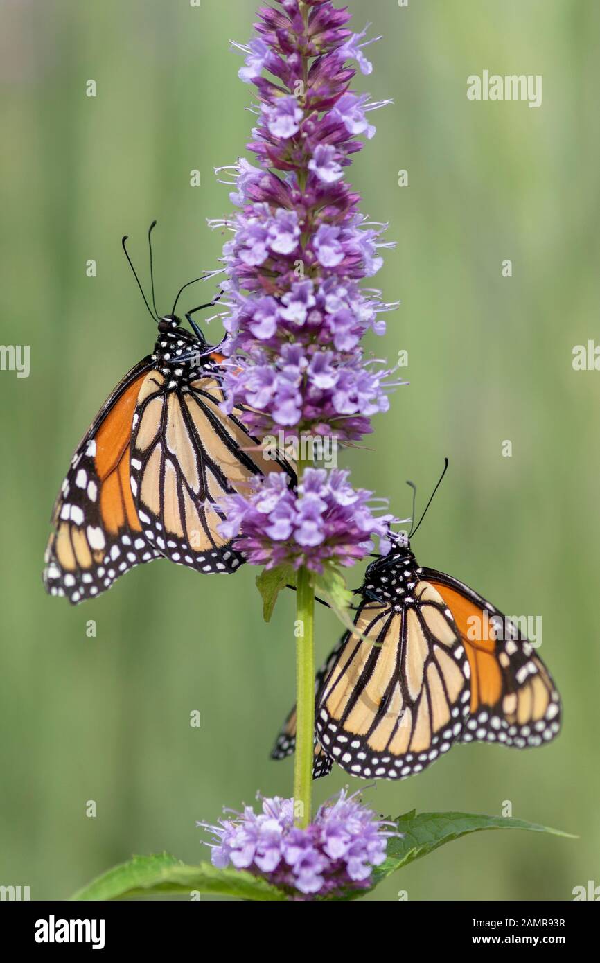Un beau papillon monarque ou simplement monarque (Danaus plexippus) se nourrissent d'une fleur bleue dans un jardin d'été. Flou fond vert. Oran précieux Banque D'Images