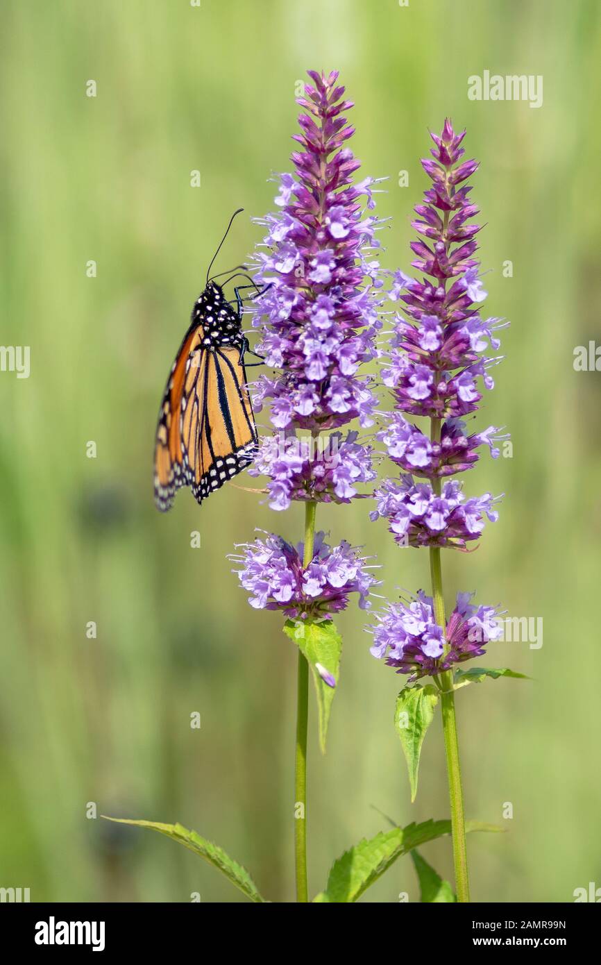 Un beau papillon monarque ou simplement monarque (Danaus plexippus) se nourrissent d'une fleur bleue dans un jardin d'été. Flou fond vert. Oran précieux Banque D'Images
