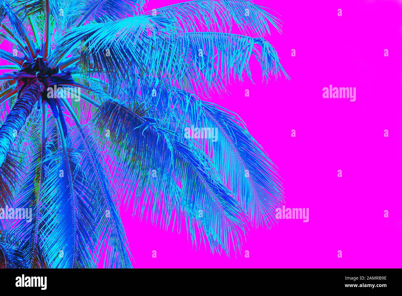palmier de couleur néon sur fond rose Banque D'Images
