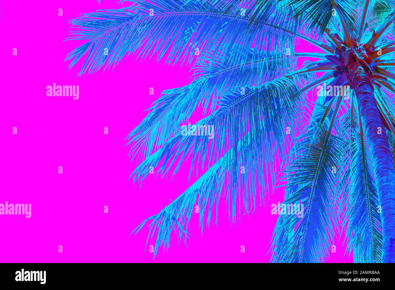 palmier de couleur néon sur fond rose Banque D'Images