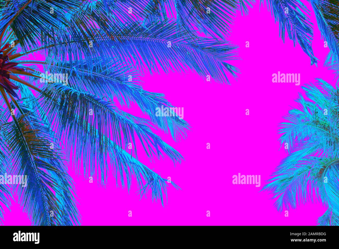 palmiers de couleur néon sur fond rose Banque D'Images