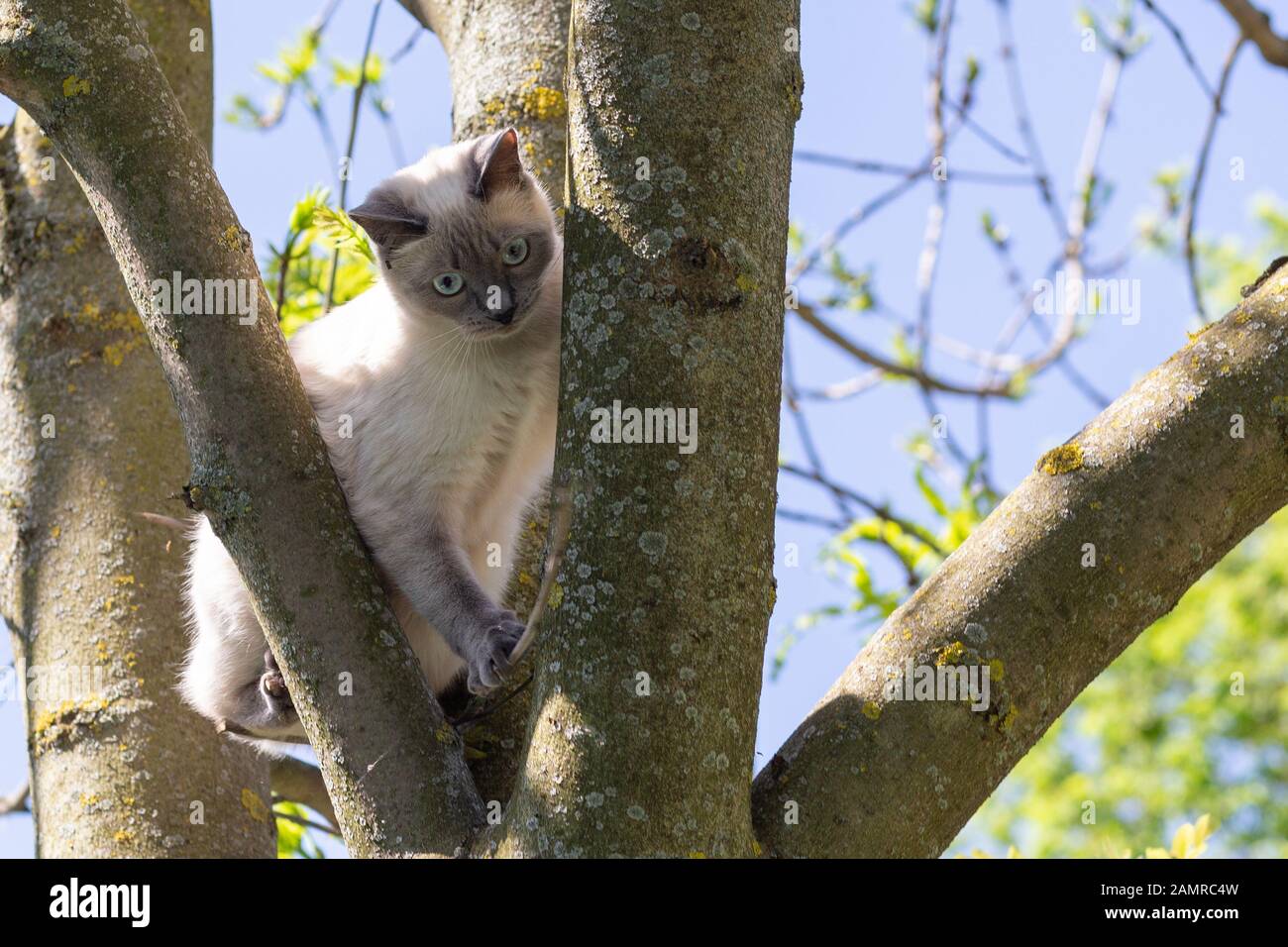 Au printemps, le chat domestique a grimpé en hauteur sur un arbre. Banque D'Images
