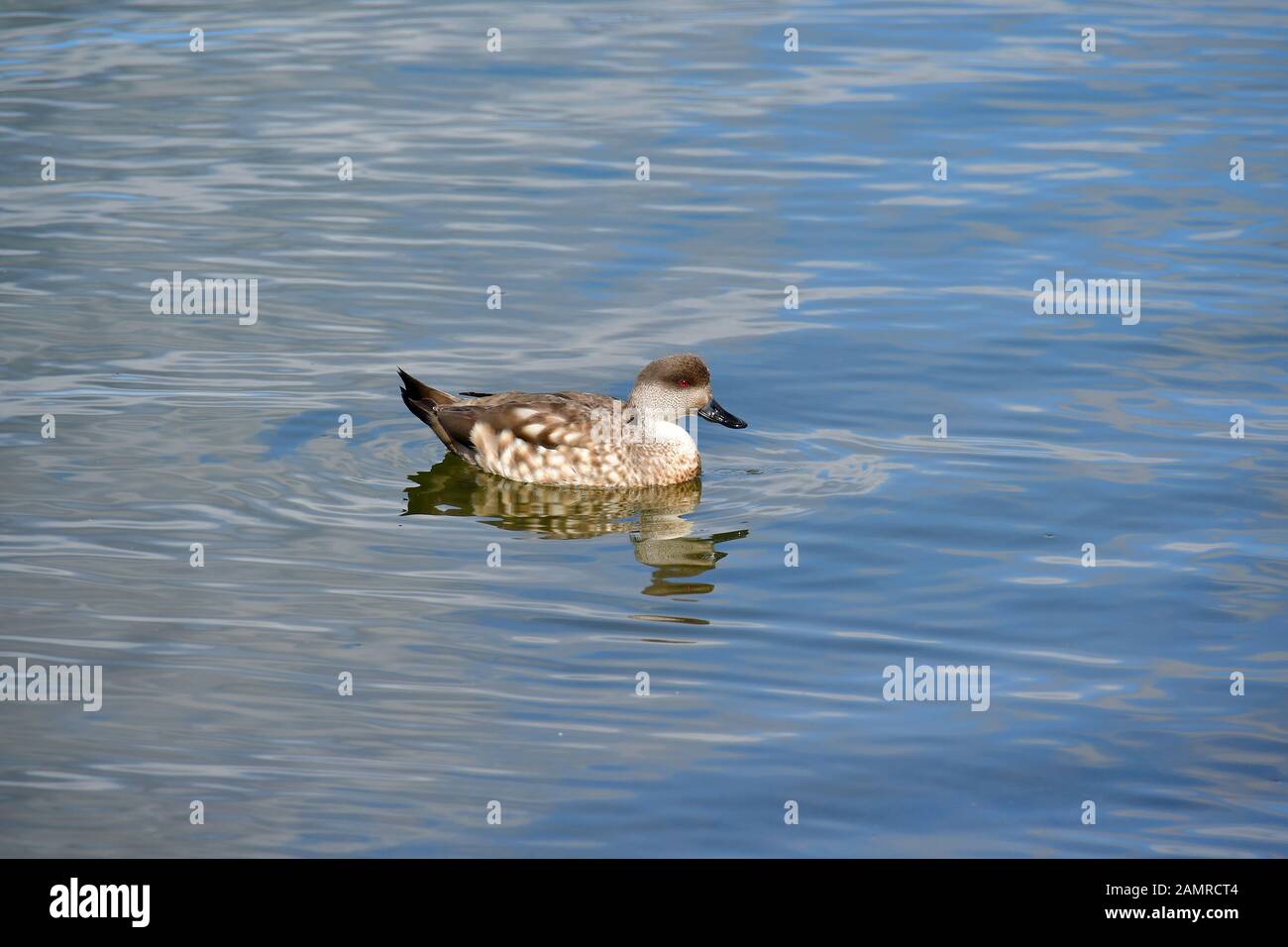 Canard à crête à crête ou d'Amérique du Sud, le canard Lophonetta specularioides, Schopfente, Ushuaia, Tierra del Fuego (Terre de Feu), l'Argentine, l'Amérique du Sud Banque D'Images