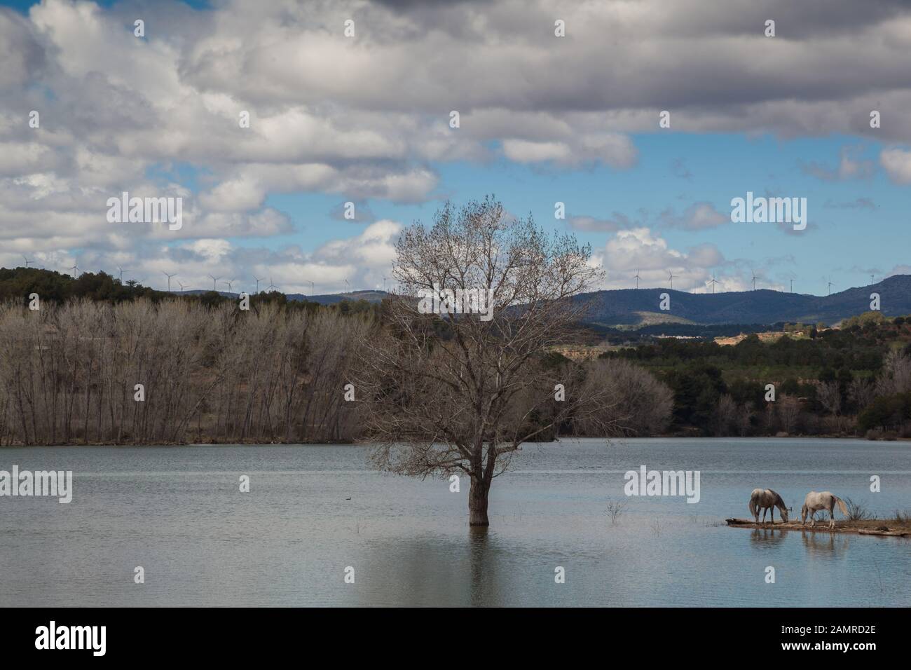 Paysage de chevaux paissant par le lac calme avec le reflet de nuages blancs et le ciel bleu sur l'eau Banque D'Images