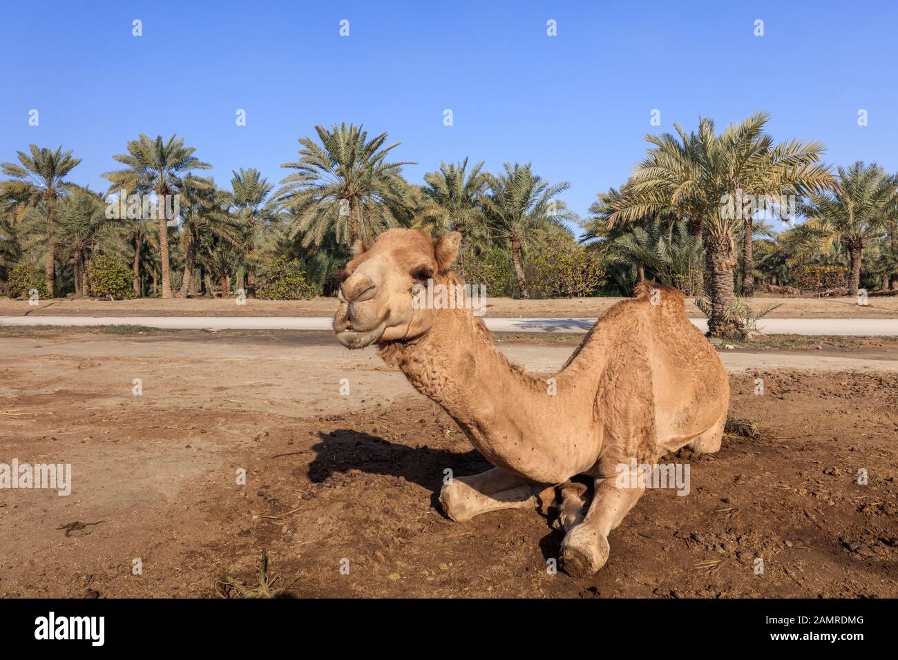 Chameau sur la ferme royale de chameaux dans la capitale de Bahreïn Manama Banque D'Images